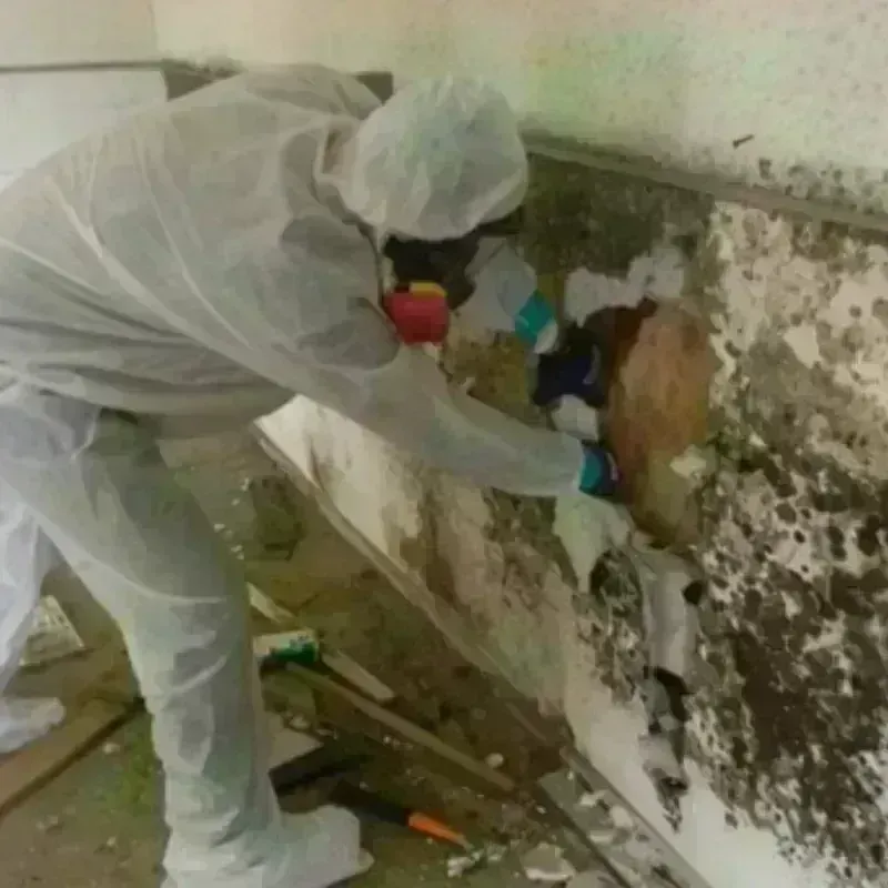 Mold Remediation and Removal in Kansas City, MO